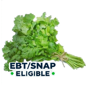 Cilantro  per bundle